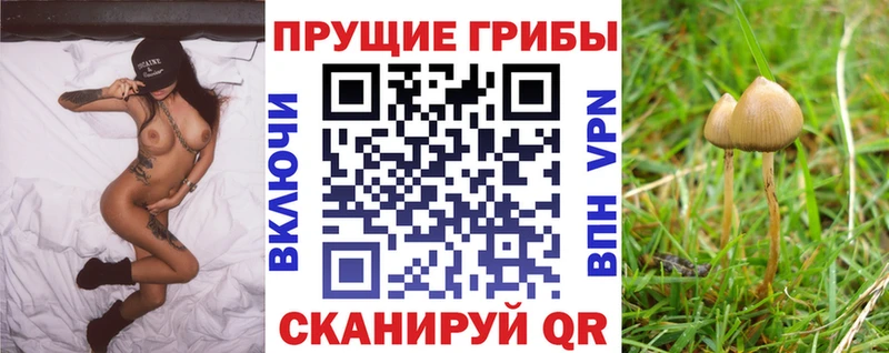 закладка Красный Сулин Галлюциногенные грибы прущие грибы